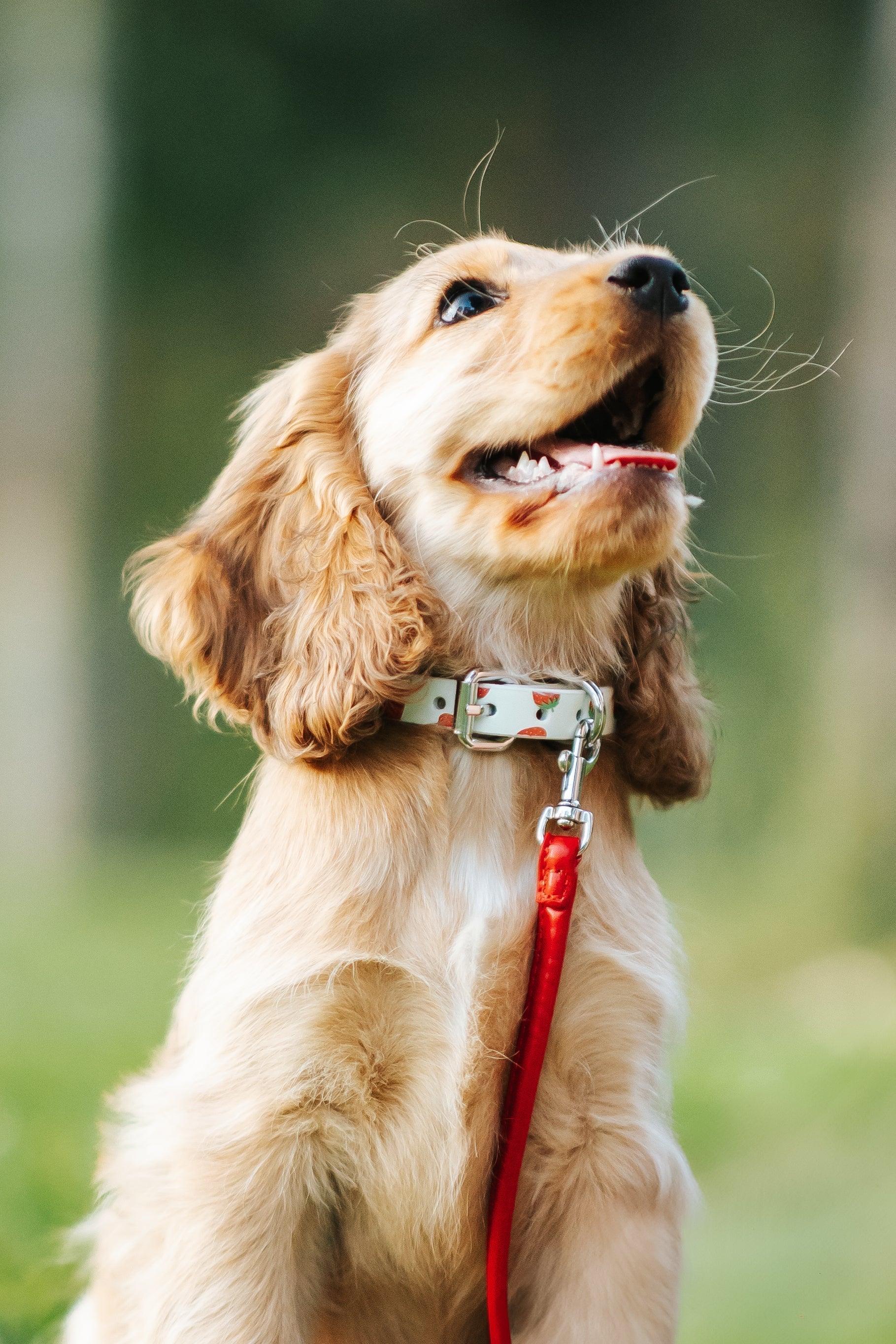 Welcome Your New Puppy: The Ultimate Guide & Checklist for New Dog Owners