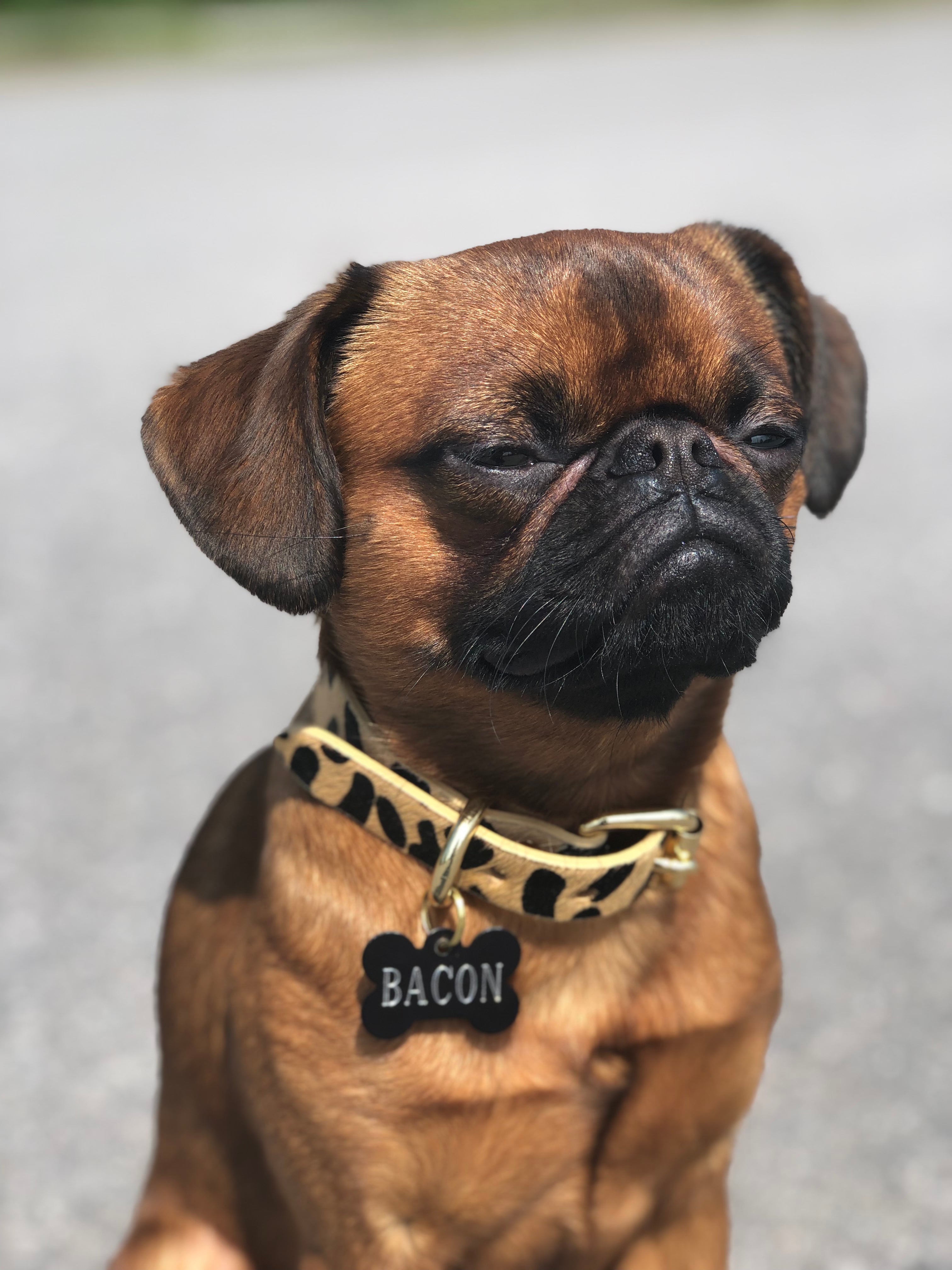 Animal Print Collection