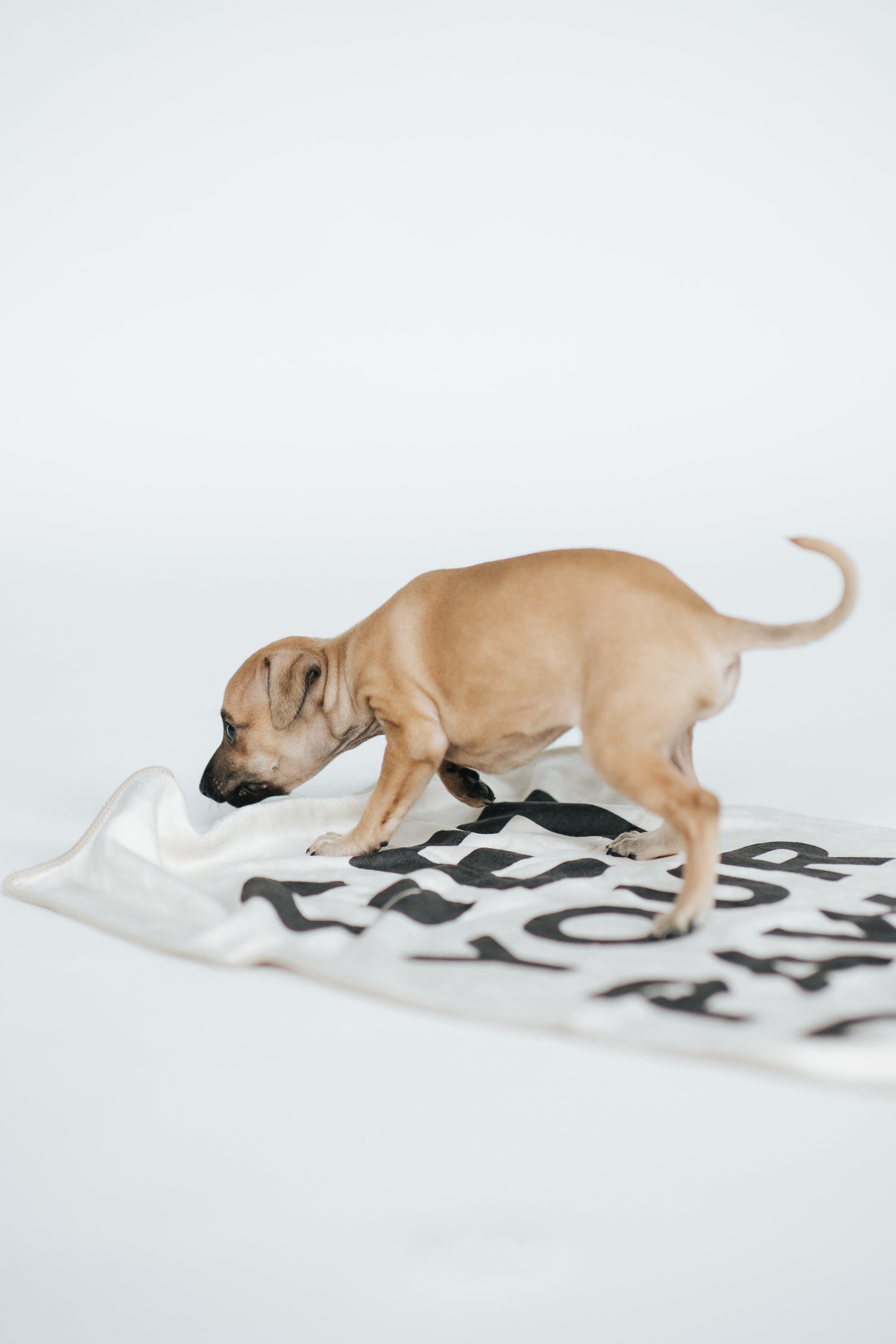 Paw Towel