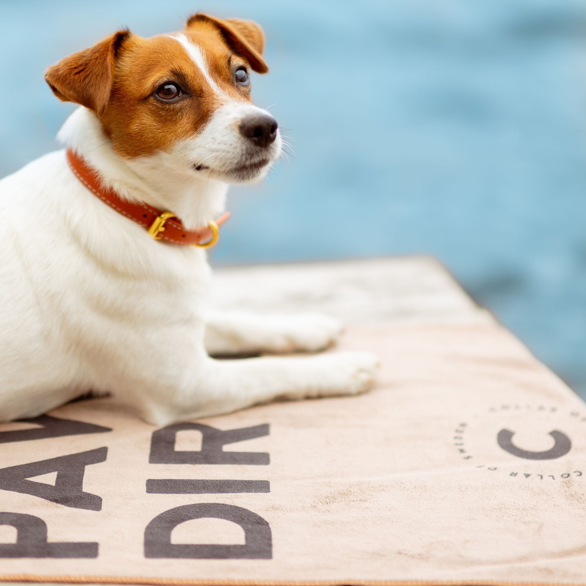 Paw Towel