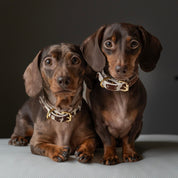 Cow Dog Collar Thin