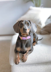 Violet Croco Dog Collar Thin