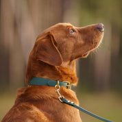 Dark Green Dog Collar Thin