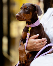 Violet Croco Dog Collar Wide