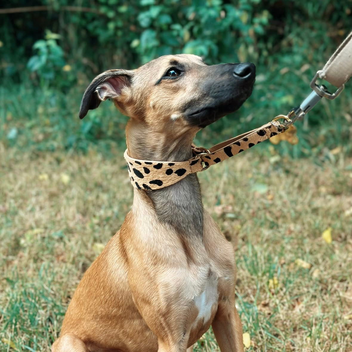 leopard-martingale-collar-whippet-sitting.jpg