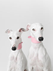 Pink Dog Collar Wide