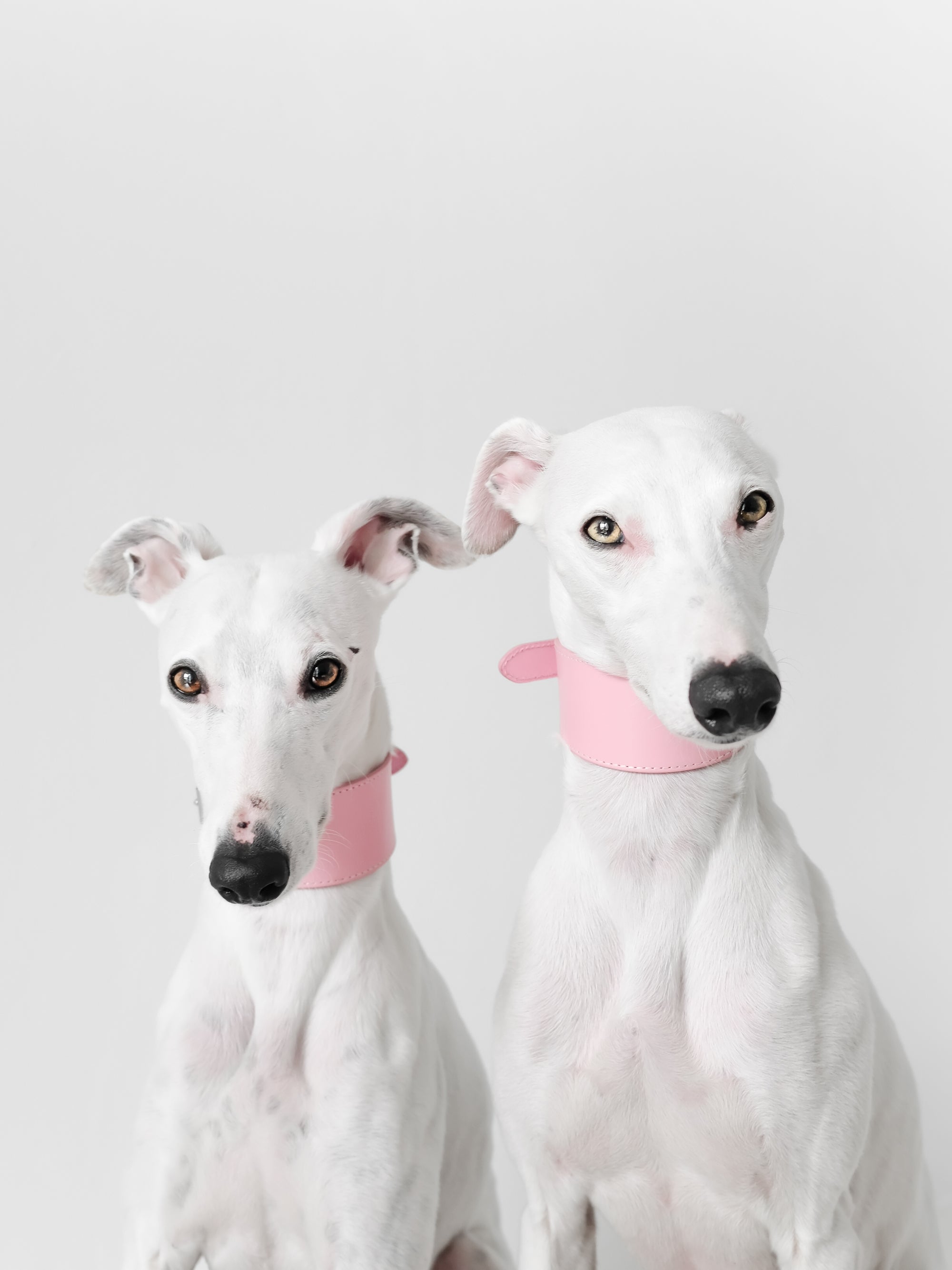 Pink Dog Collar Wide