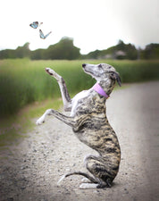 Violet Croco Dog Collar Wide